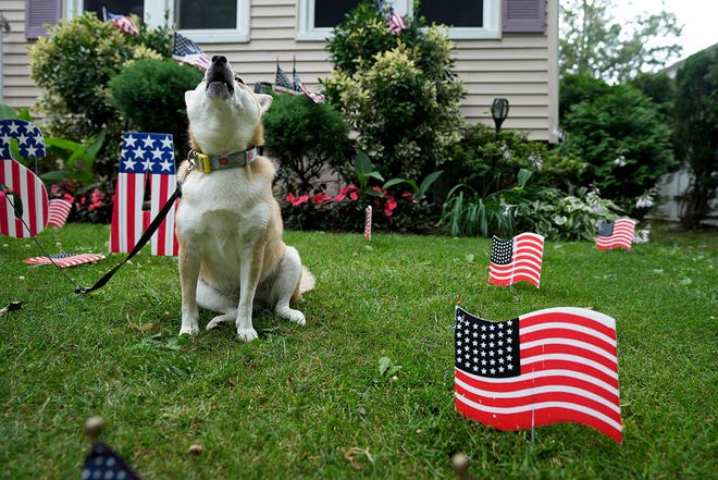 Sheba barks during the Ridgefield Park (N.J.) Fourth of July Parade, Thursday, July 4, 2024.