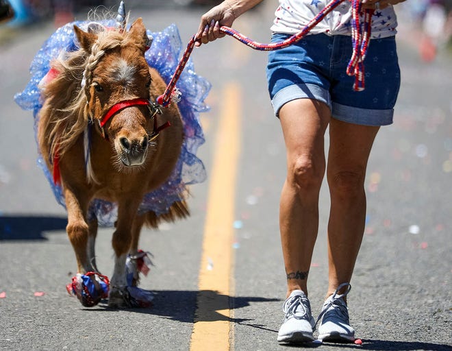 Bubbles the miniature horse walk in the Fourth of July parade on Thursday, July 4, 2024 in Independence, Ore.